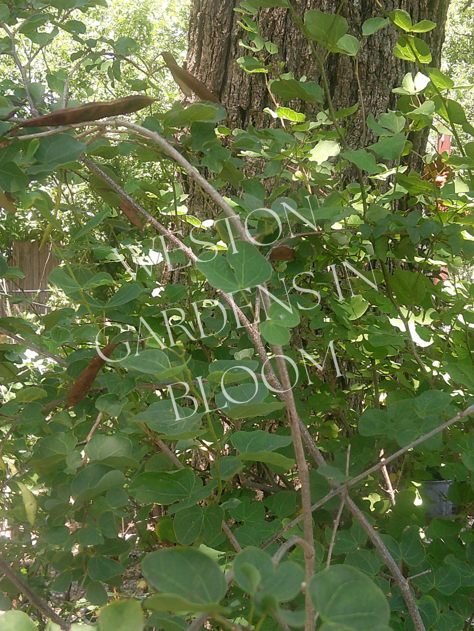 Plant Types — Weston Gardens